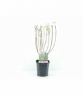 Cornus