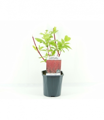 Cornus