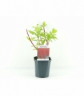 Cornus