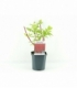 Cornus