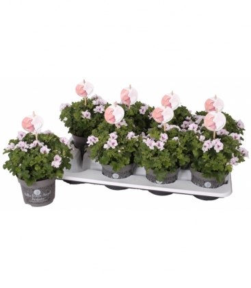 Pelargonium
