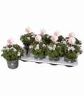 Pelargonium