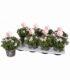Pelargonium