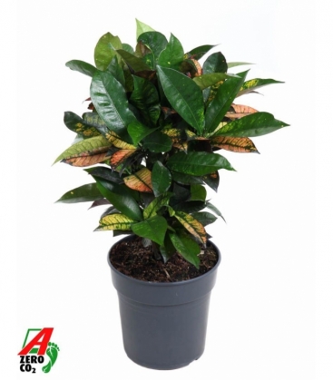 Croton