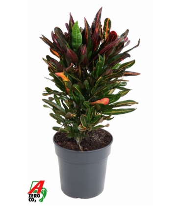 Croton