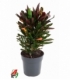 Croton