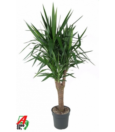 Yucca