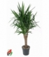 Yucca