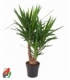 Yucca