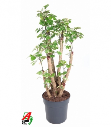 Polyscias