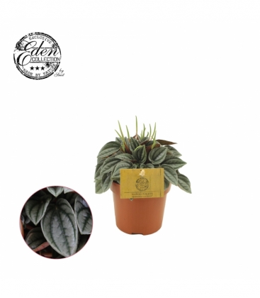 Peperomia