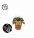 Peperomia