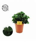 Peperomia