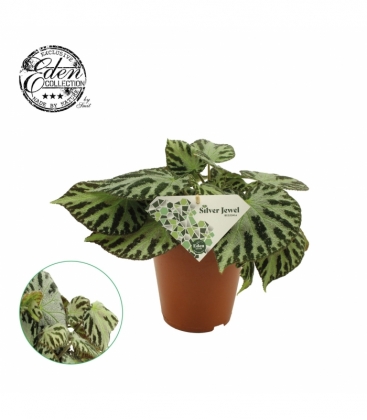 Begonia