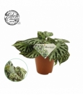 Begonia