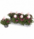 Pelargonium