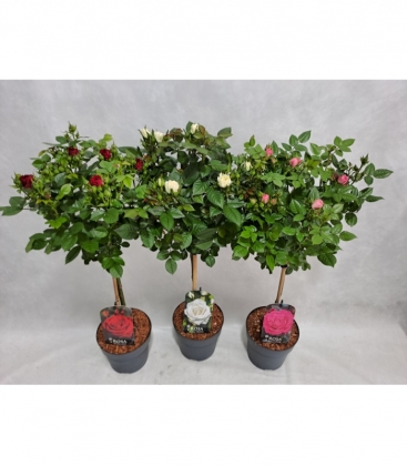 Rosa