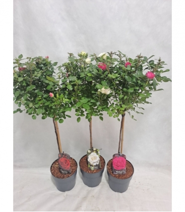 Rosa