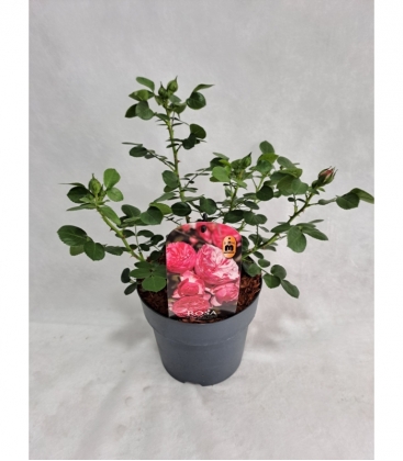 Rosa