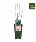 Ribes