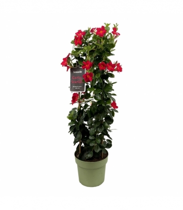 Mandevilla