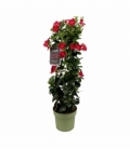 Mandevilla