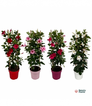 Mandevilla