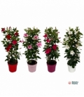 Mandevilla