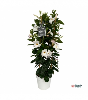 Mandevilla