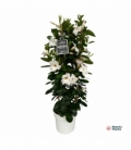 Mandevilla