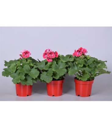 Pelargonium