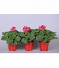 Pelargonium