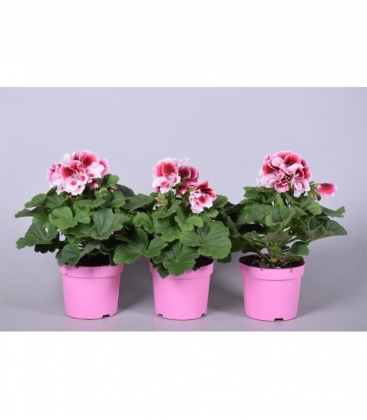 Pelargonium