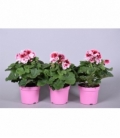 Pelargonium