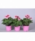 Pelargonium