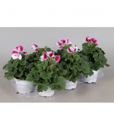 Pelargonium