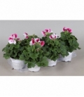 Pelargonium