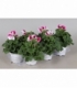 Pelargonium