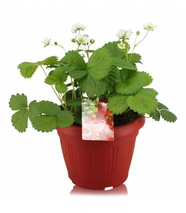 Fragaria