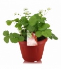 Fragaria