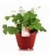 Fragaria