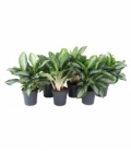 Aglaonema