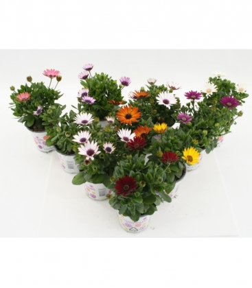 Osteospermum