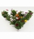 Osteospermum