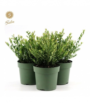 Ilex