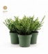 Ilex
