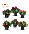 Alstroemeria