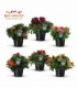 Alstroemeria