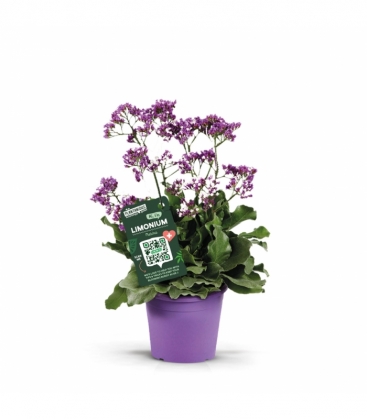 Limonium