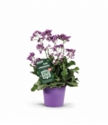 Limonium